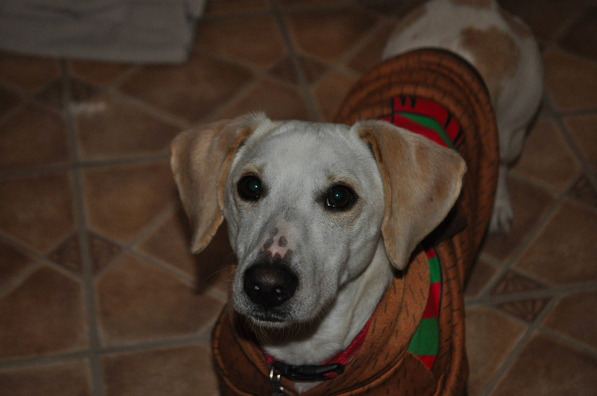 Gibson is registered to the contest to win money with this photo: canidae, carnivore, companion_dog, dog, dog_breed, ear, fawn, labrador_retriever, mammal, non_sporting_group, pointer, rare_breed_dog, snout, sporting_group, vertebrate, whiskers