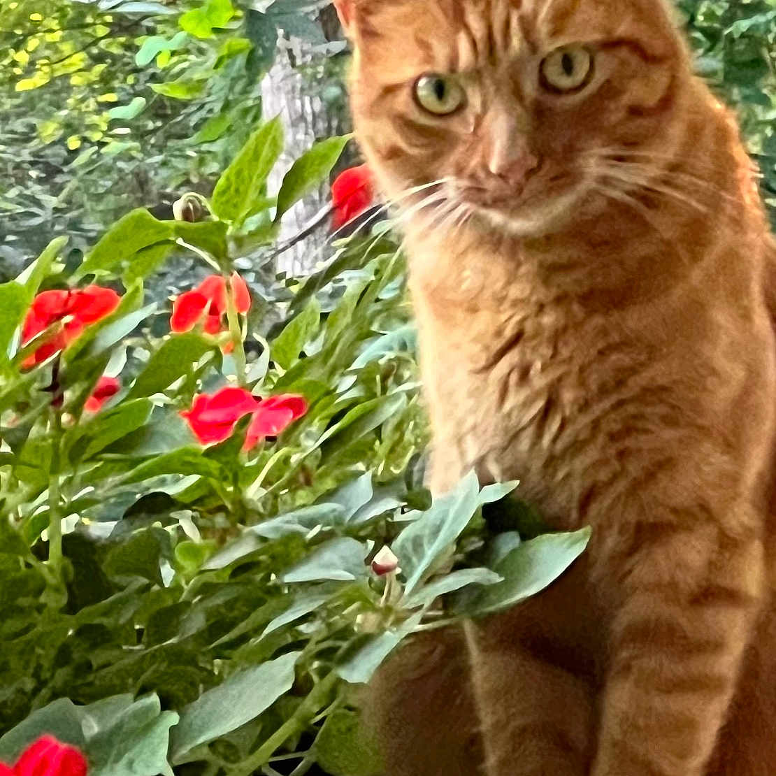 Princess Grace joined the competition — help win amazing prizes! animal, cat, face, flower, geranium, head, herbal, herbs, jar, leaf, person, pet, petal, photography, plant, planter, pottedplant, pottery, vase, vegetation