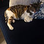 animal, black, brown, cat, couch, cozy, cute, domestic, feline, fur, indoor, paw, pet, pillow, quiet, relaxing, resting, sleeping, tabby, white