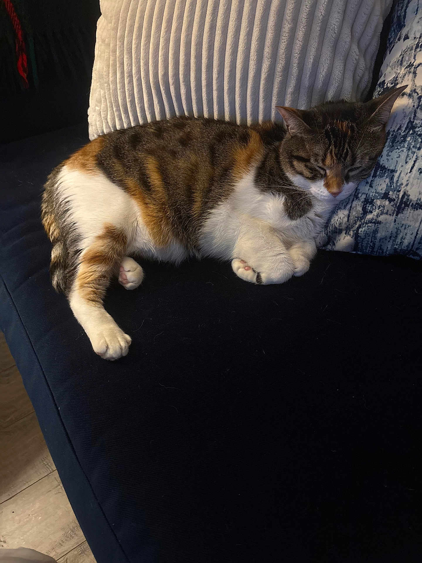 Stella Rose joined the competition — help win amazing prizes! animal, black, brown, cat, couch, cozy, cute, domestic, feline, fur, indoor, paw, pet, pillow, quiet, relaxing, resting, sleeping, tabby, white