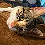 Stella Rose joined the competition — help win amazing prizes! animal, blanket, cat, close_up, cozy, curious, domestic, ears, feline, fur, indoor, living_room, mammal, pet, relaxed, resting, soft_texture, tabby, whiskers, yellow_eyes