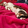 Stella Rose is registered to the contest to win money with this photo: animal, blanket, cat, comfort, cozy, cute, domestic, feline, fur, indoor, nap, paw, pet, pink_blanket, relaxed, resting, sleeping, soft, tabby, whiskers