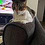 alert, animal, cat, close_up, collar, couch, curious, domestic, ears, furniture, gray, indoor, living_room, pet, resting, soft_lighting, tabby, television, whiskers, white