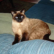 Blue Eye'S joined the competition — help win amazing prizes! cat, siamese_cat, pet, indoor, couch, cushion, blanket, blue, green, fur, paws, whiskers, eyes, portrait, sitting, relaxed, domestic, furniture, close_up, furry