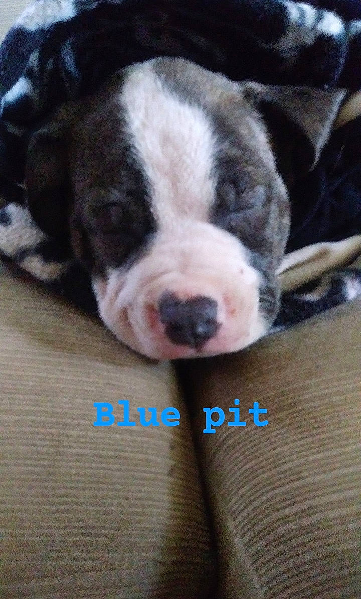 Sky Blue is registered to the contest to win money with this photo: american_bulldog, australian_bulldog, bulldog, canidae, carnivore, companion_dog, dog, dog_breed, fawn, mammal, non_sporting_group, old_english_bulldog, olde_english_bulldogge, puppy, rare_breed_dog, snout, toy_bulldog, valley_bulldog, vertebrate