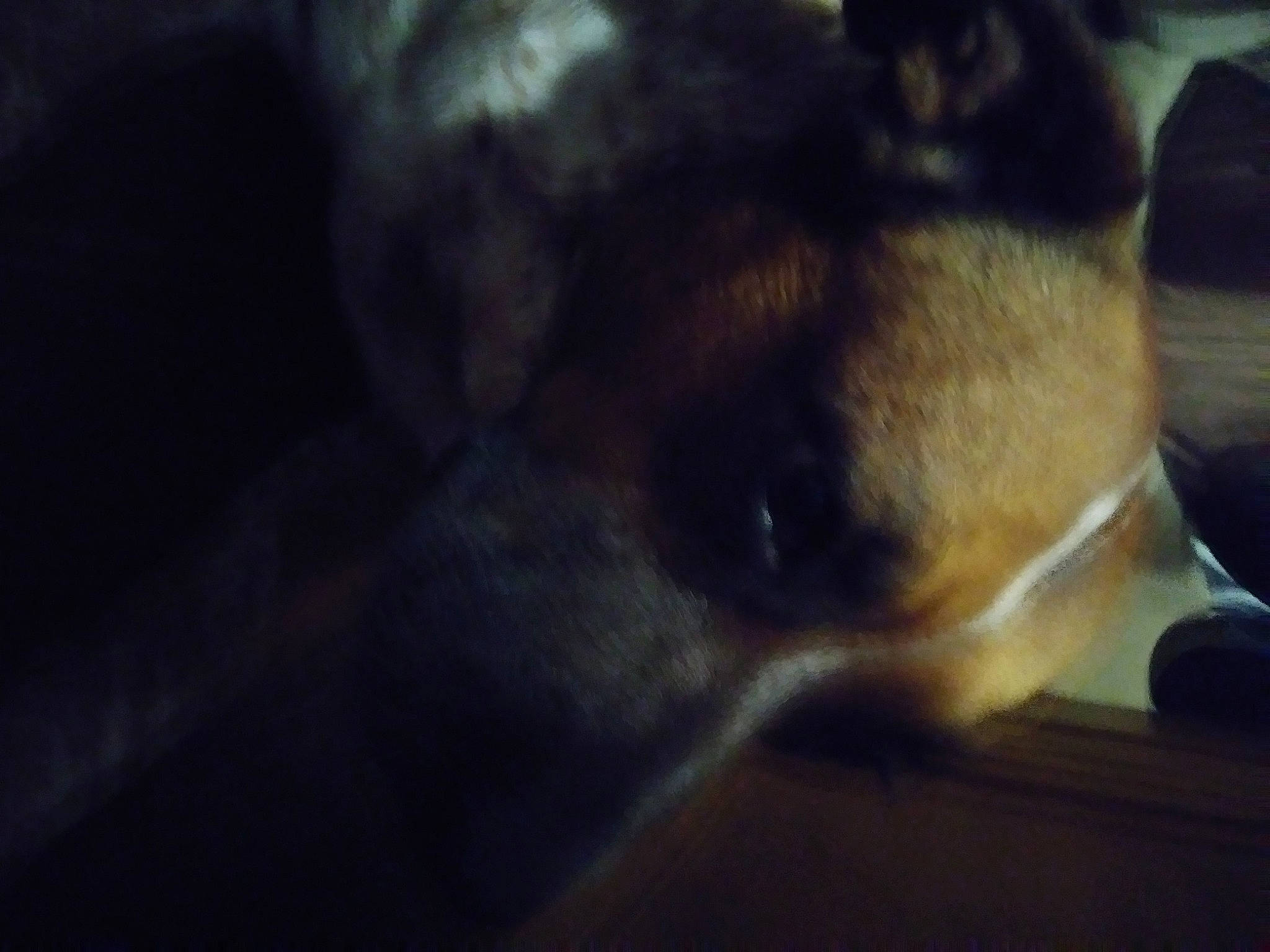 Chevy is registered to the contest to win money with this photo: black, border_terrier, canidae, carnivore, darkness, dog, dog_breed, ear, eye, german_shepherd_dog, head, night, nose, organ, puggle, sky, snout, whiskers, working_dog