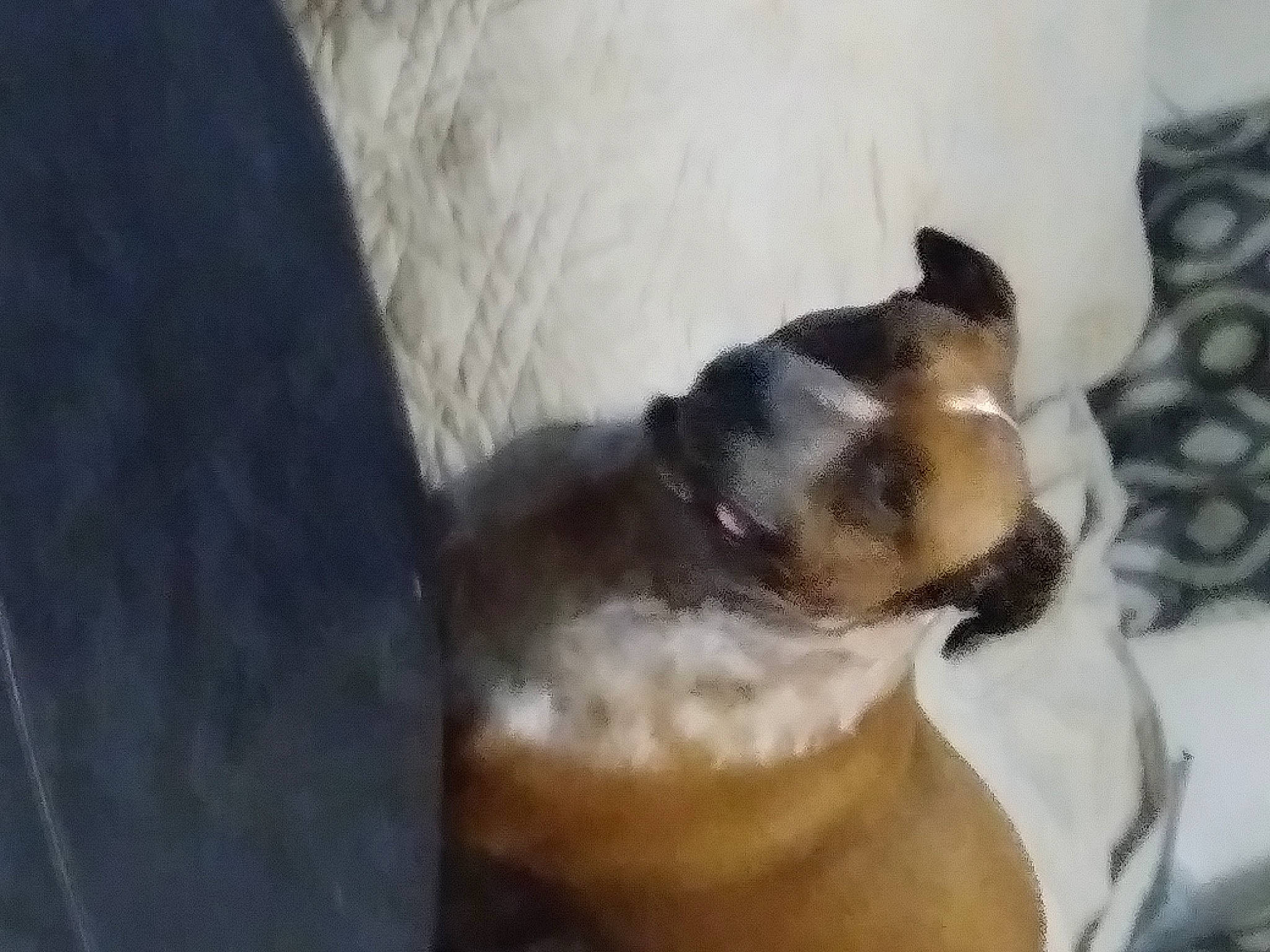 Chevy joined the competition — help win amazing prizes! boston_terrier, canidae, carnivore, companion_dog, dog, dog_breed, ear, fawn, french_bulldog, mammal, non_sporting_group, pug, puppy, snout, tail, toy_dog