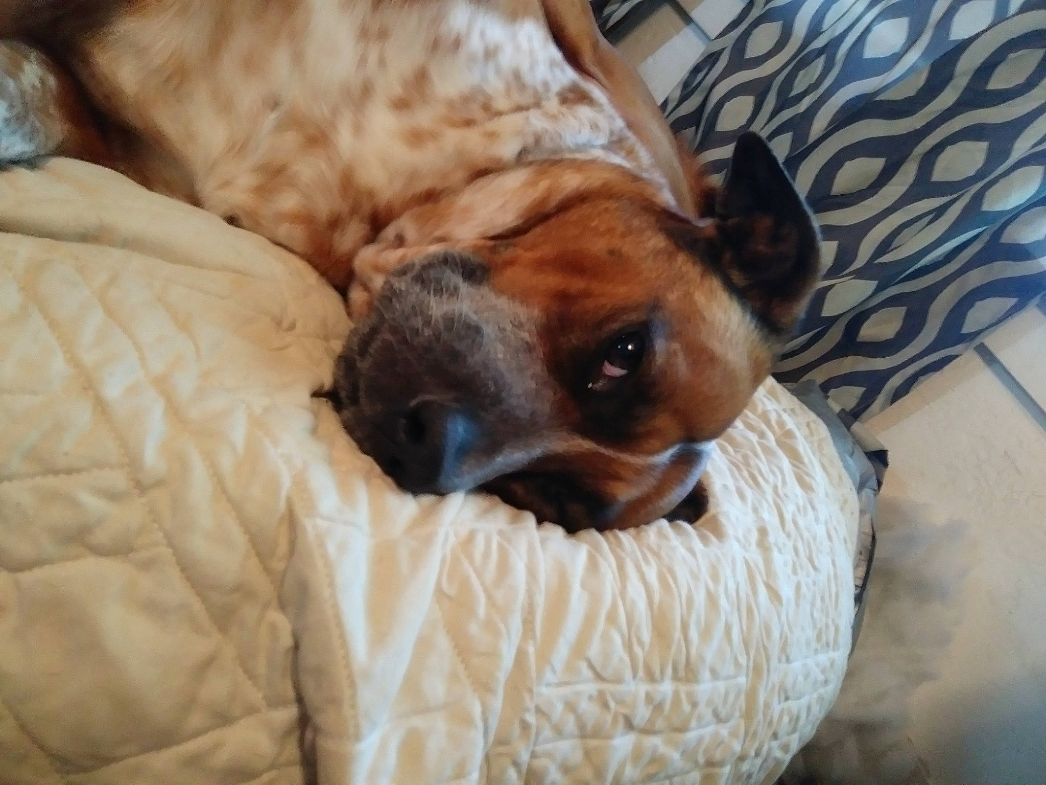 Chevy is registered to the contest to win money with this photo: canidae, carnivore, companion_dog, dog, dog_breed, fawn, mammal, nap, snout, vertebrate