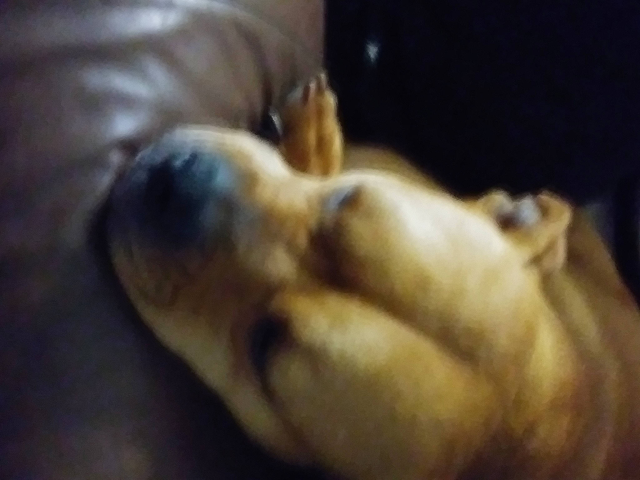 Scarlet joined the competition — help win amazing prizes! canidae, carnivore, dog, dog_breed, fawn, non_sporting_group, pug, puppy, snout, sporting_group