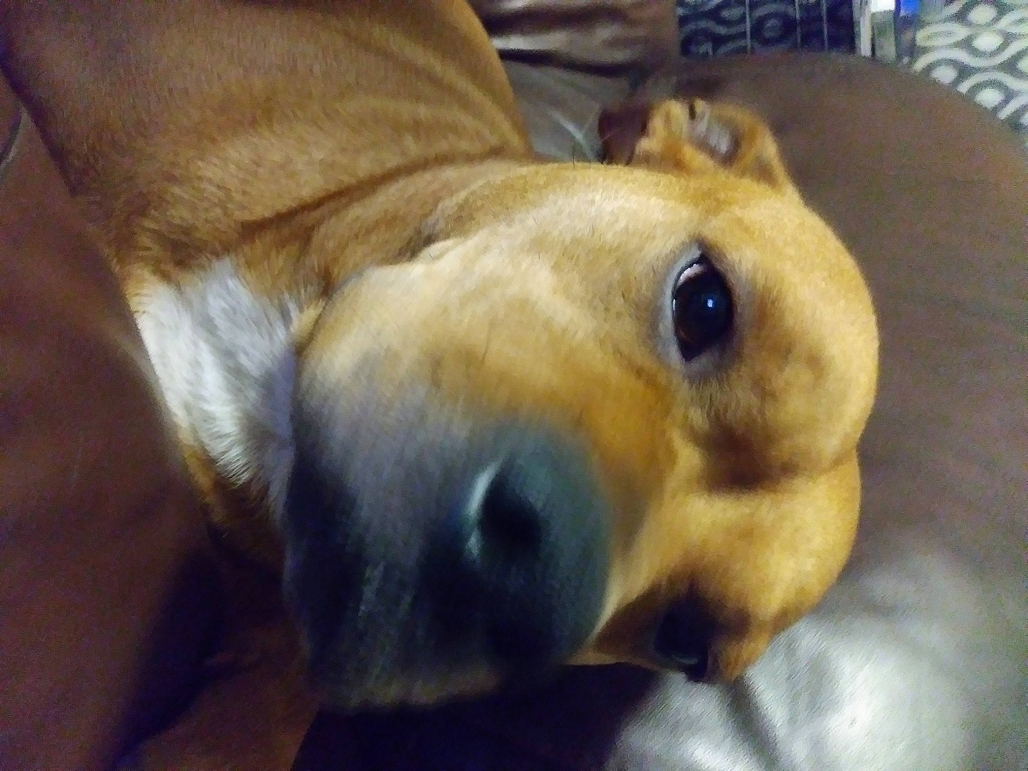 Scarlet is registered to the contest to win money with this photo: canidae, carnivore, companion_dog, dog, dog_breed, fawn, mammal, nose, puppy, puppy_love, snout, sporting_group, street_dog, vertebrate, whiskers