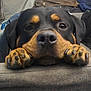 dog, rottweiler, close_up, paws, resting, indoor, furniture, black_and_tan, pet, animal, cute, canine, head, napping, cozy, relaxed, muzzle, ears, snout, portrait