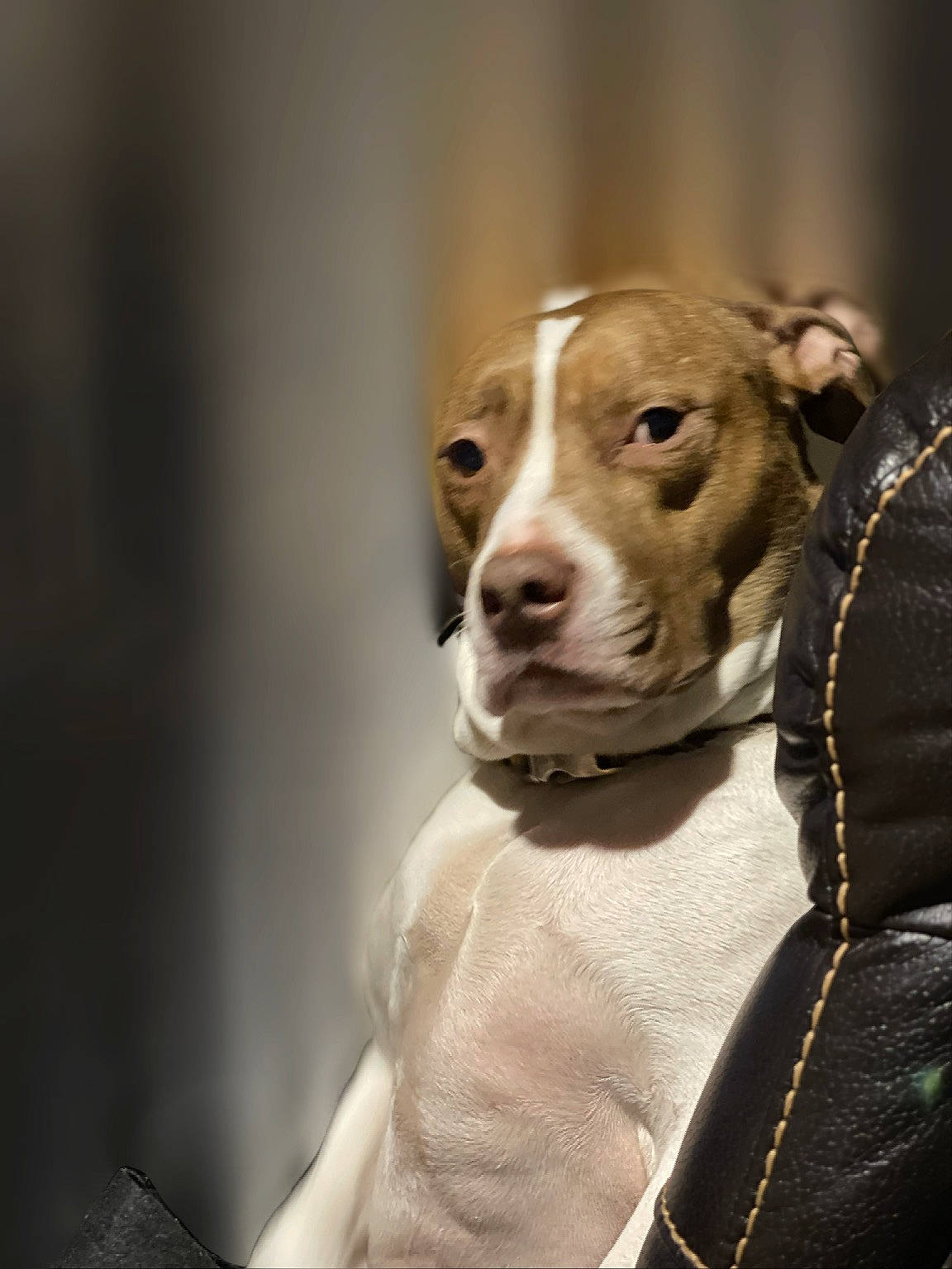 Junior is registered to the contest to win money with this photo: ancient_dog_breeds, canidae, carnivore, collar, companion_dog, dog, dog_breed, dog_clothes, dog_collar, dog_supply, fawn, fur, hunting_dog, leash, pet_supply, pit_bull, sporting_group, whiskers, working_animal, working_dog