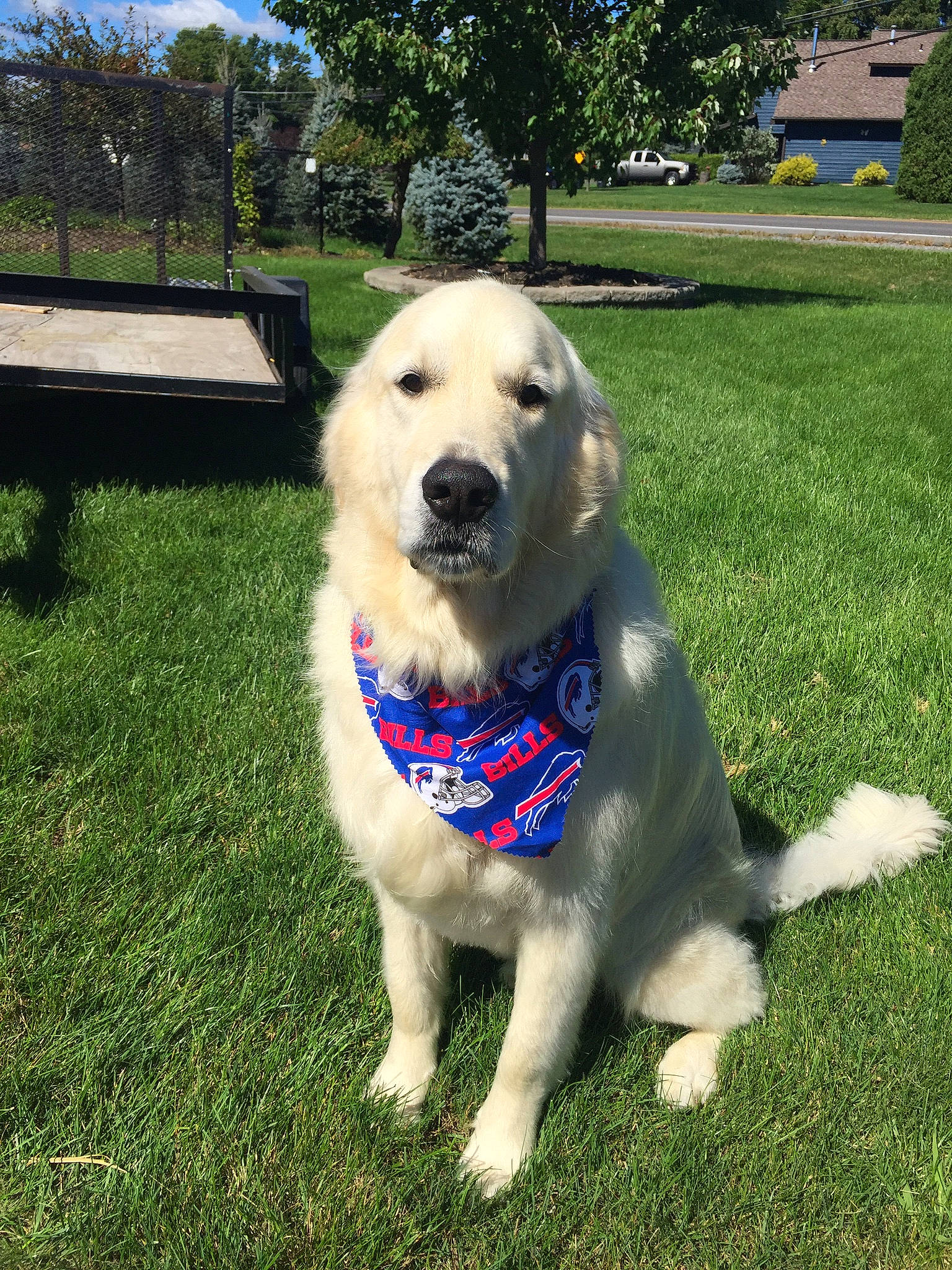 Shamrock joined the competition — help win amazing prizes! canidae, carnivore, chair, companion_dog, dog, dog_breed, grass, labrador_retriever, lawn, pet_supply, plant, sporting_group, tail, tree, working_animal, working_dog, yard