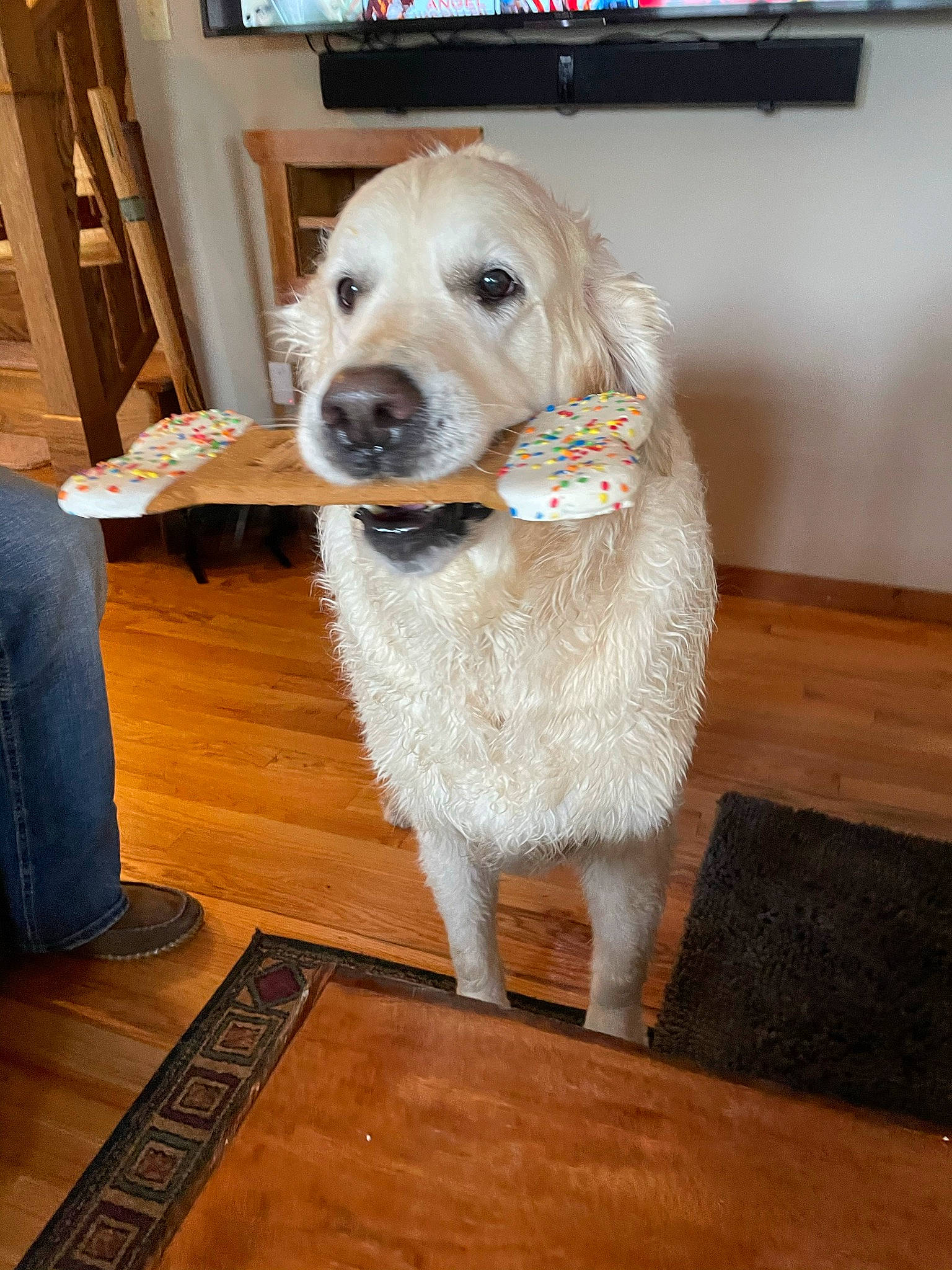 Shamrock is registered to the contest to win money with this photo: carnivore, collar, companion_dog, dog, dog_breed, dog_collar, fawn, floor, flooring, fur, hardwood, laminate_flooring, pet_supply, retriever, varnish, whiskers, wood, wood_flooring, wood_stain, working_animal