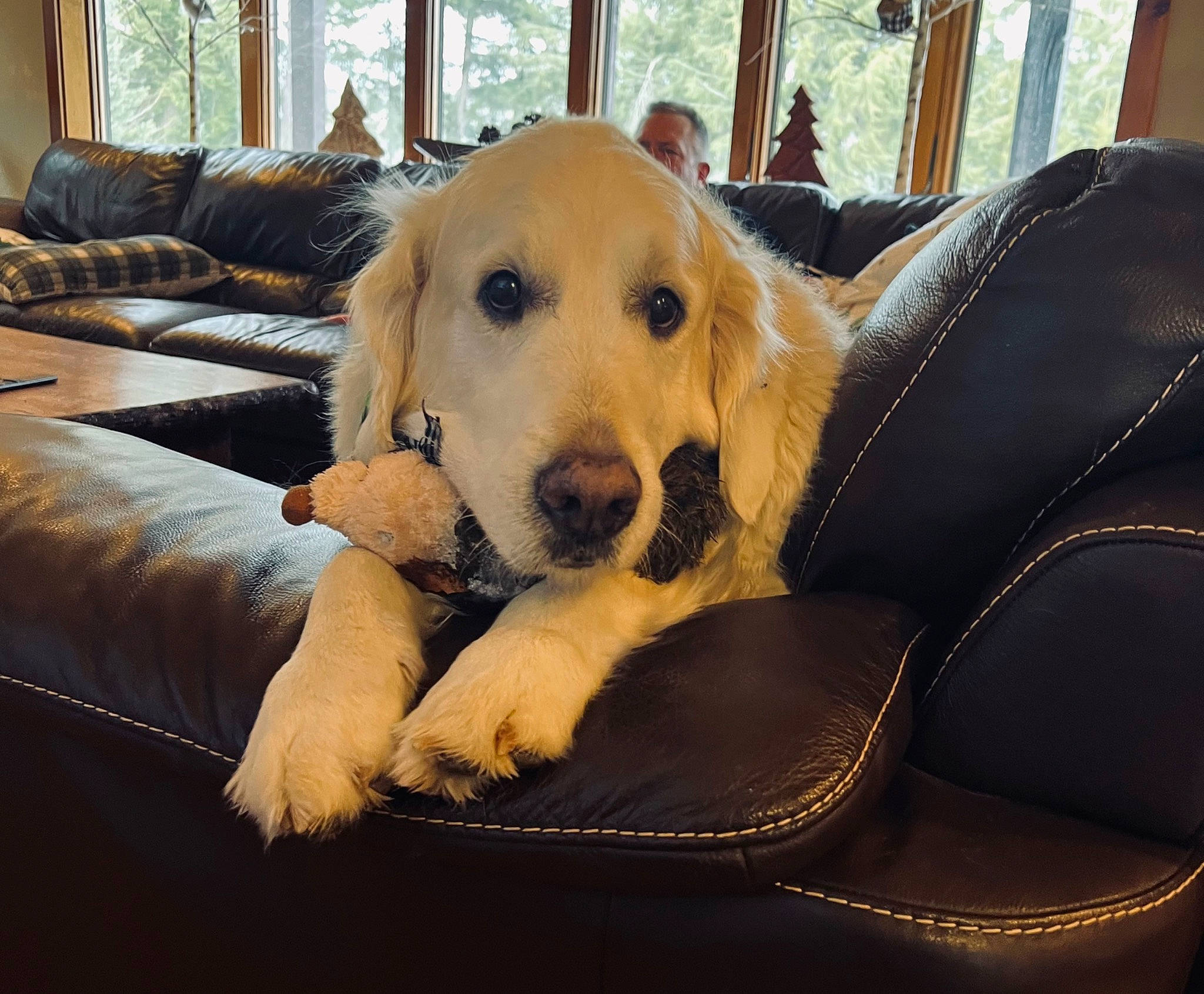 Shamrock joined the competition — help win amazing prizes! canidae, carnivore, comfort, companion_dog, couch, dog, dog_breed, fawn, flooring, fur, happy, paw, retriever, snout, sporting_group, studio_couch, tree, whiskers, window, working_animal