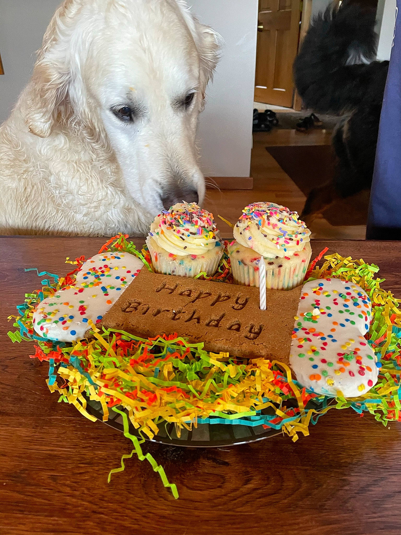Shamrock is registered to the contest to win money with this photo: baking, baking_cup, cake_decorating, carnivore, companion_dog, dessert, dog, dog_supply, event, finger_food, food, icing, ingredient, junk_food, linens, plate, recipe, sugar_cake, sweetness, textile