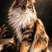 Rouxy a rejoint le concours — aidez-le/la à gagner de superbes lots ! cat, calico, long_hair, fluffy, green_eyes, tabby, white_paws, sitting, feline, whiskers, paw, tail, fur, closeup, portrait, studio_lighting, detailed, cute, pet, indoors