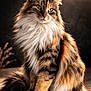 cat, calico, long_hair, fluffy, green_eyes, tabby, white_paws, sitting, feline, whiskers, paw, tail, fur, closeup, portrait, studio_lighting, detailed, cute, pet, indoors