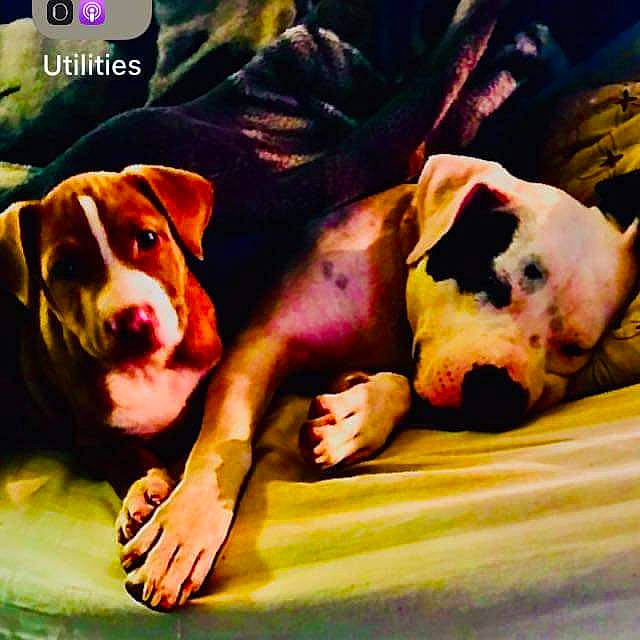 Amris is registered to the contest to win money with this photo: art, canidae, carnivore, comfort, companion_dog, dog, dog_breed, dog_supply, drawing, fawn, flesh, guard_dog, happy, illustration, painting, snout, sporting_group, terrestrial_animal, visual_arts, working_animal