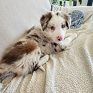 Bosko participe au concours pour gagner de l'argent avec cette photo : puppy, dog, blue_eyes, fluffy, long_fur, white_and_brown, pink_nose, lying_down, relaxed, cute, pet, portrait, blanket, couch, indoor, home, houseplants, natural_light, cozy, animal