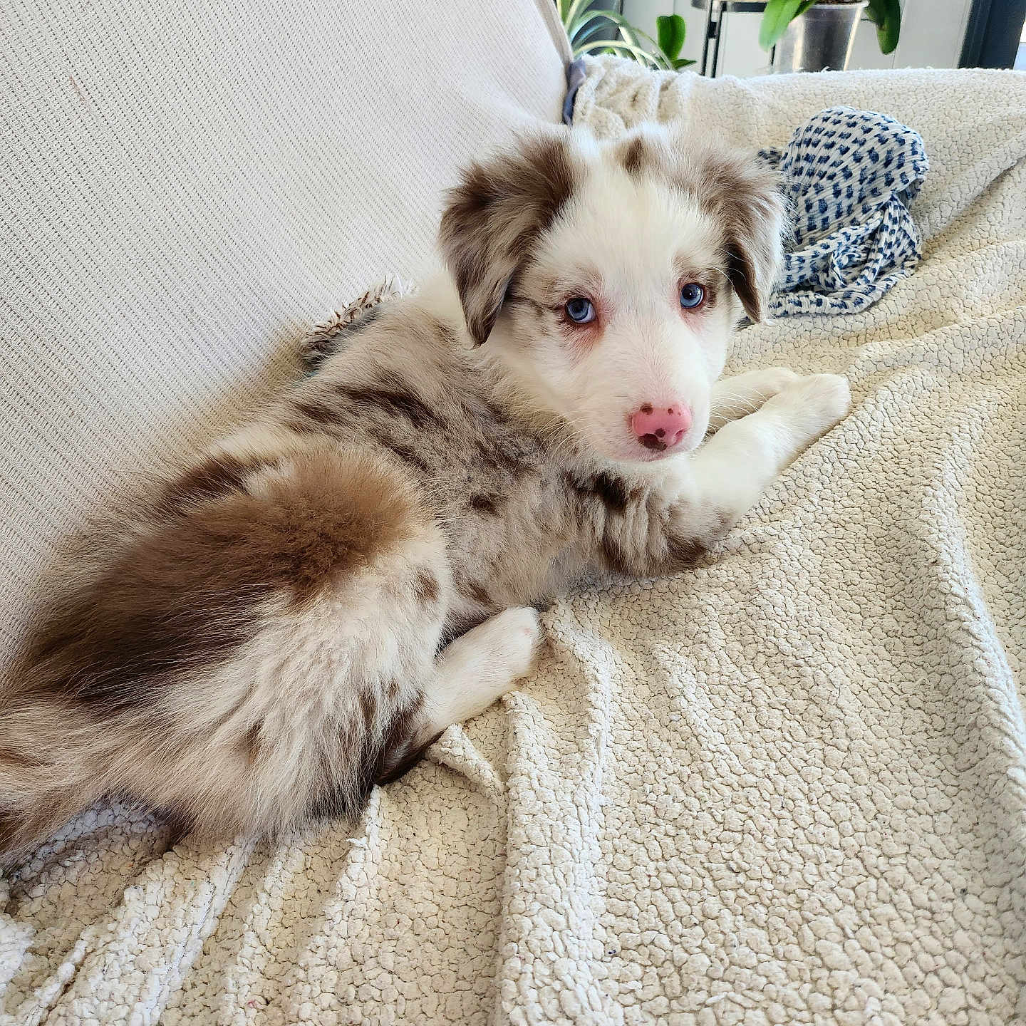 Bosko participe au concours pour gagner de l'argent avec cette photo : puppy, dog, blue_eyes, fluffy, long_fur, white_and_brown, pink_nose, lying_down, relaxed, cute, pet, portrait, blanket, couch, indoor, home, houseplants, natural_light, cozy, animal