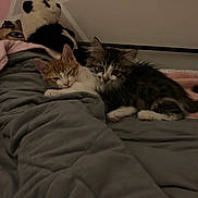 George And Pepper is registered to the contest to win money with this photo: animal, bed, blanket, cat, companionship, cozy, cute, domestic_animal, feline, fur, indoor, kitten, panda, pet, plush_toy, resting, sleepy, soft, stuffed_animal, young