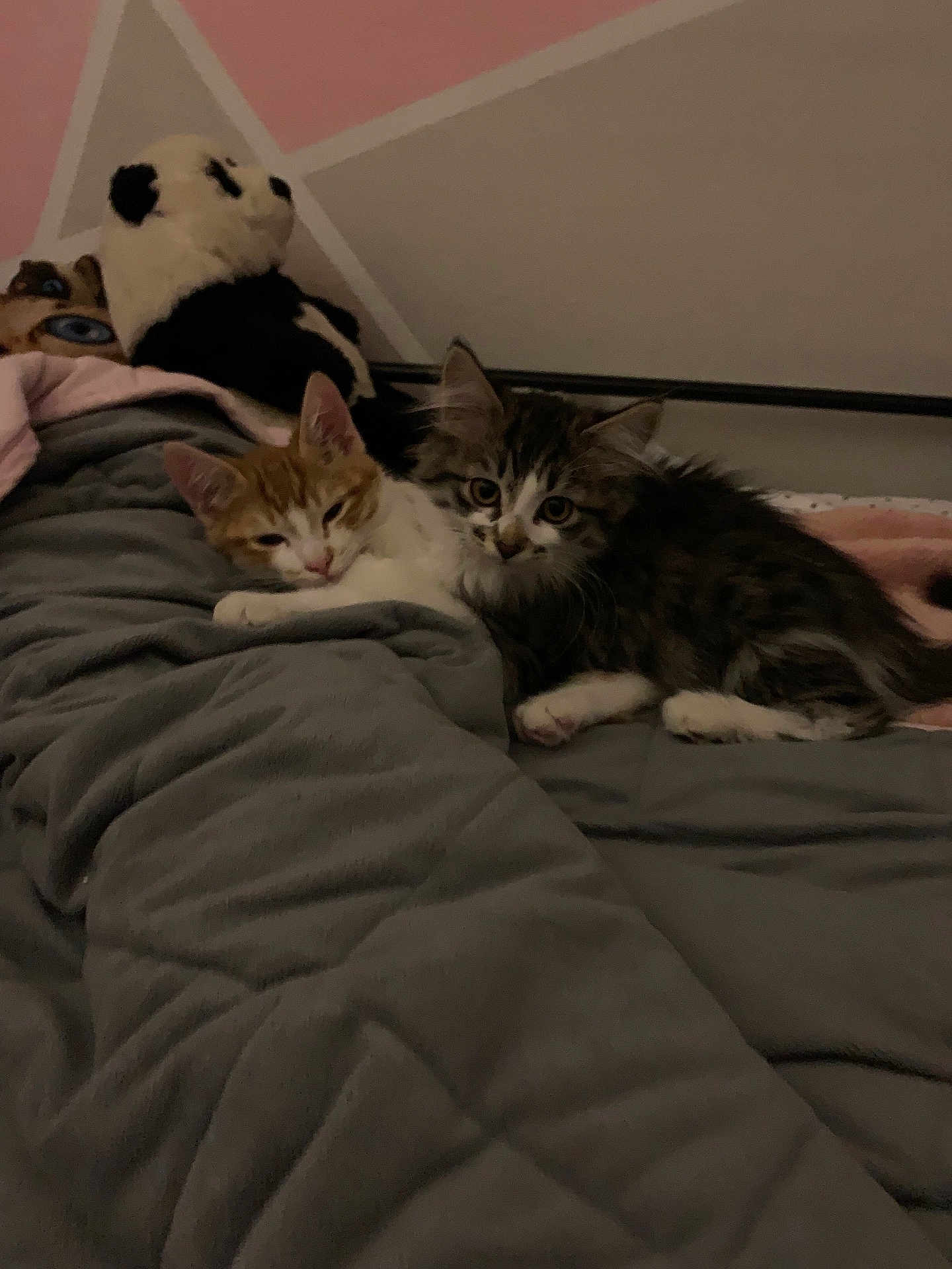 George And Pepper is registered to the contest to win money with this photo: animal, bed, blanket, cat, companionship, cozy, cute, domestic_animal, feline, fur, indoor, kitten, panda, pet, plush_toy, resting, sleepy, soft, stuffed_animal, young