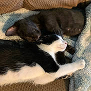 Bandit And Max joined the competition — help win amazing prizes! cat, black_cat, black_and_white_cat, sleeping, snuggling, cozy, couch, blanket, indoor, pet, feline, resting, close_up, fur, animal, two_animals, relaxing, soft_texture, cute, companionship