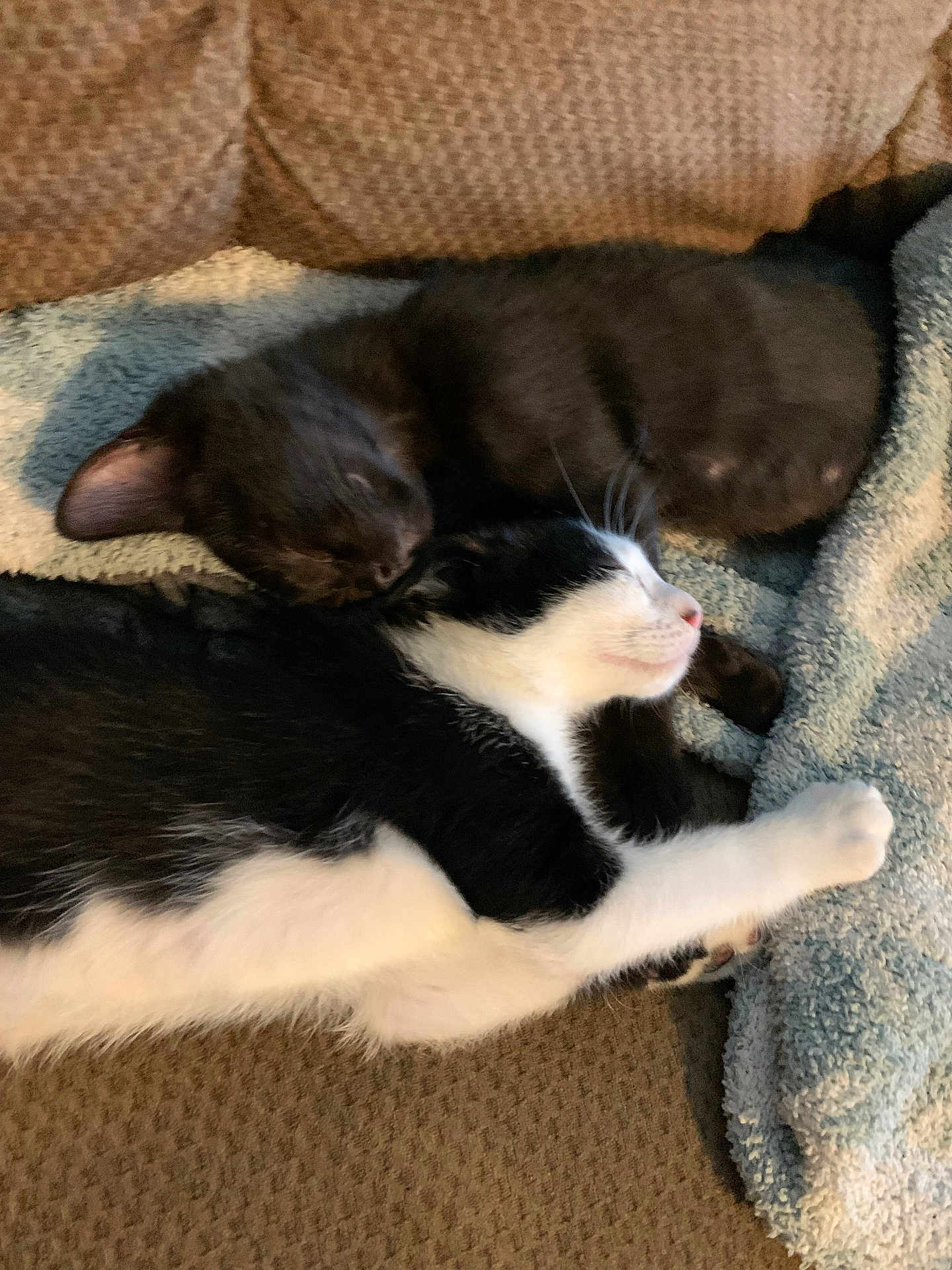 Bandit And Max joined the competition — help win amazing prizes! cat, black_cat, black_and_white_cat, sleeping, snuggling, cozy, couch, blanket, indoor, pet, feline, resting, close_up, fur, animal, two_animals, relaxing, soft_texture, cute, companionship