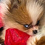Skylar is registered to the contest to win money with this photo: puppy, dog, fluffy, brown, white, blue_eyes, toy, red, cute, pet, animal, close_up, fur, playful, indoor, young, adorable, nose, snout, cuddle