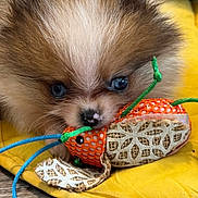 Skylar is registered to the contest to win money with this photo: puppy, dog, pomeranian, toy, mouse_toy, yellow_cushion, blue_eyes, fluffy, pet, cute, playful, indoor, closeup, animal, fur, nose, whiskers, soft, lying_down, colorful