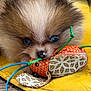 puppy, dog, pomeranian, toy, mouse_toy, yellow_cushion, blue_eyes, fluffy, pet, cute, playful, indoor, closeup, animal, fur, nose, whiskers, soft, lying_down, colorful