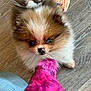 Skylar joined the competition — help win amazing prizes! puppy, dog, small_dog, fluffy, cute, pet, indoor, floor, toy, orange_toy, pink_sleeve, looking_up, fur, nose, ears, playful, animal, domestic_animal, young_dog, adorable