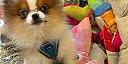 Skylar joined the competition — help win amazing prizes! puppy, dog, fluffy, blue_harness, toy, plush_toy, blanket, cozy, cute, small_dog, indoor, pet, animal, fur, playful, colorful, soft, closeup, young, companion