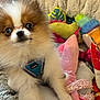puppy, dog, fluffy, blue_harness, toy, plush_toy, blanket, cozy, cute, small_dog, indoor, pet, animal, fur, playful, colorful, soft, closeup, young, companion