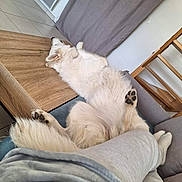 Yuki participe au concours pour gagner de l'argent avec cette photo : dog, white_dog, fluffy, lying_down, couch, person, sweatpants, socks, wooden_table, floor_tiles, indoor, relaxing, cozy, paw, fur, resting, home, furniture, casual, comfort