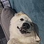 Yuki a rejoint le concours — aidez-le/la à gagner de superbes lots ! dog, white_dog, lying_down, smiling, teeth, fluffy, pet, indoor, blanket, pillow, relaxed, happy, canine, fur, paw, cute, companion, animal, resting, cozy