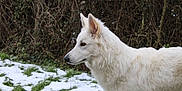 Yuki participe au concours pour gagner de l'argent avec cette photo : dog, white_dog, snow, grass, outdoor, animal, pet, winter, nature, canine, fur, side_view, alert, leafless_bushes, field, cold, standing, mammal, daylight, quiet