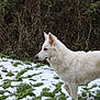 dog, white_dog, snow, grass, outdoor, animal, pet, winter, nature, canine, fur, side_view, alert, leafless_bushes, field, cold, standing, mammal, daylight, quiet