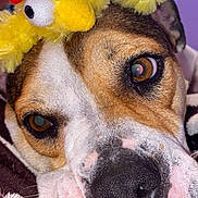 Chanel joined the competition — help win amazing prizes! dog, close_up, face, pet, costume, headband, yellow, chicken, fluffy, blanket, brown, white, black_nose, cute, indoor, soft_light, portrait, expression, animal, resting
