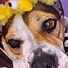 dog, close_up, face, pet, costume, headband, yellow, chicken, fluffy, blanket, brown, white, black_nose, cute, indoor, soft_light, portrait, expression, animal, resting