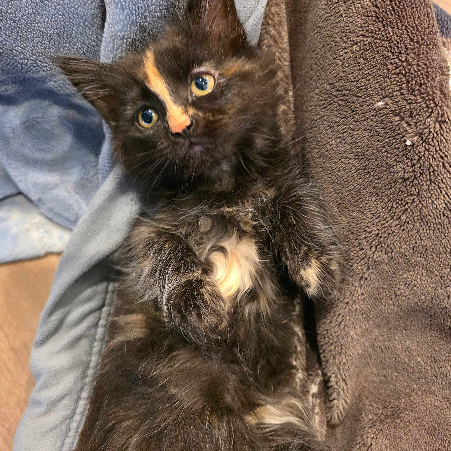 Baby is registered to the contest to win money with this photo: animal, blanket, cat, cozy, curious, cute, ears, eyes, fur, indoor, kitten, paws, pet, relaxed, sleeping_position, small, soft_texture, tortoiseshell, towel, whiskers