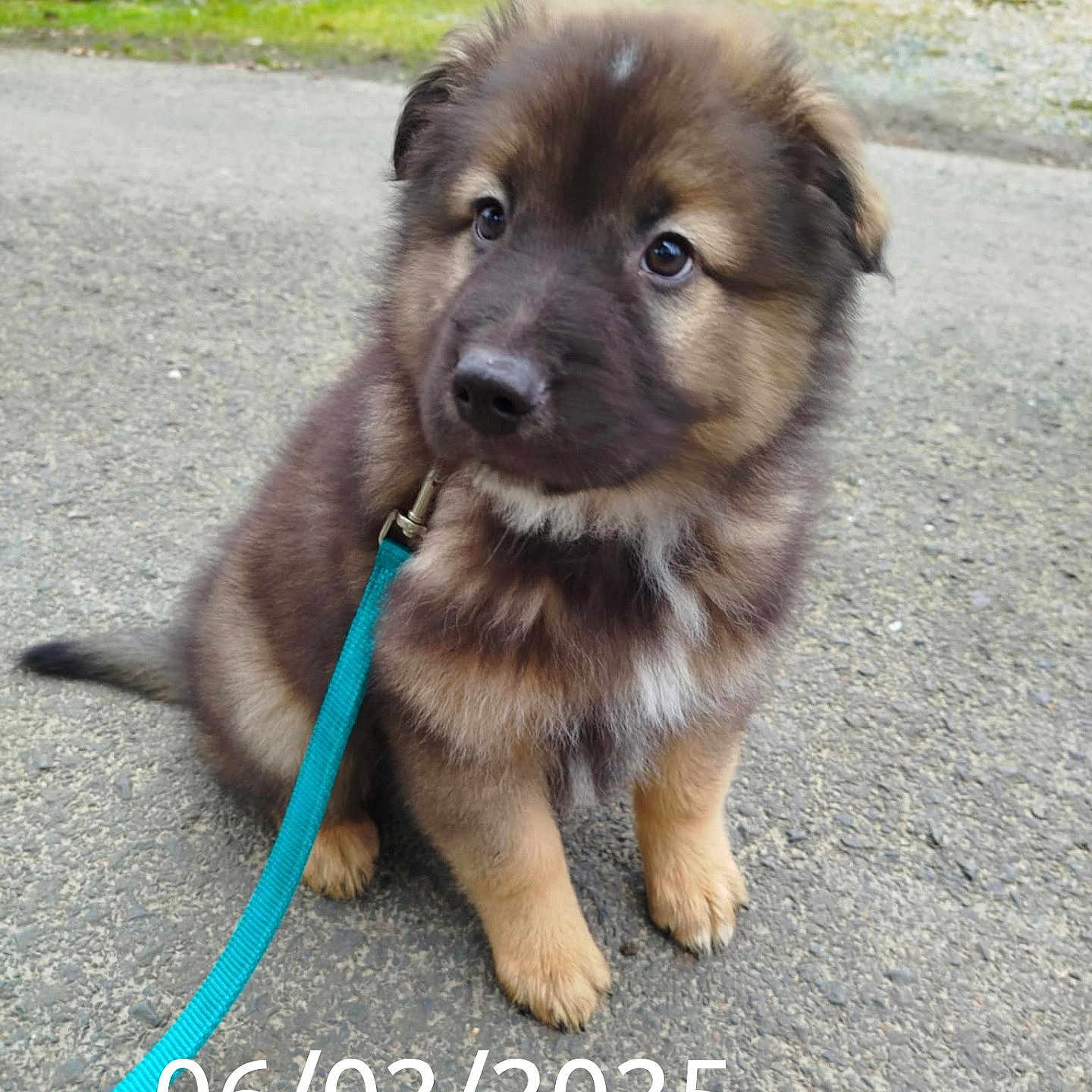 Shelby participe au concours pour gagner de l'argent avec cette photo : accessories, animal, canine, car, chow, dog, eskimodog, germanshepherd, goldenretriever, husky, leash, machine, path, pet, puppy, sidewalk, spoke, strap, transportation, vehicle