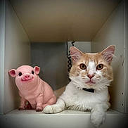 Tupac participe au concours pour gagner de l'argent avec cette photo : cat, animal, pet, figurine, pig, pink, white, cubicle, shelf, curious, indoors, cute, face, ears, whiskers, paw, toy, decor, companion, relaxing