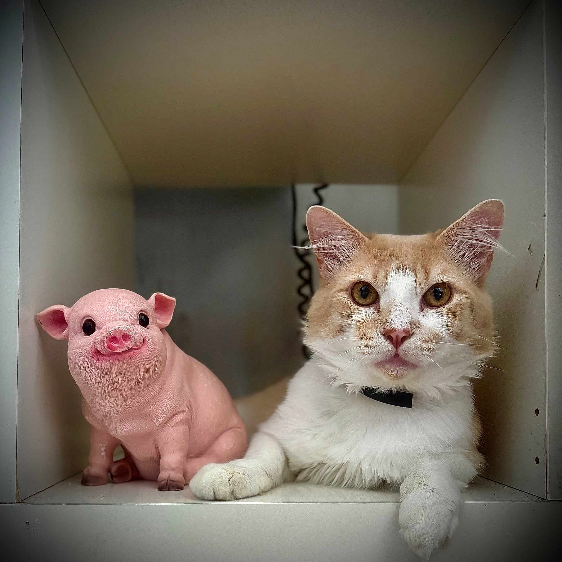 Tupac participe au concours pour gagner de l'argent avec cette photo : animal, cat, companion, cubicle, curious, cute, decor, ears, face, figurine, indoors, paw, pet, pig, pink, relaxing, shelf, toy, whiskers, white