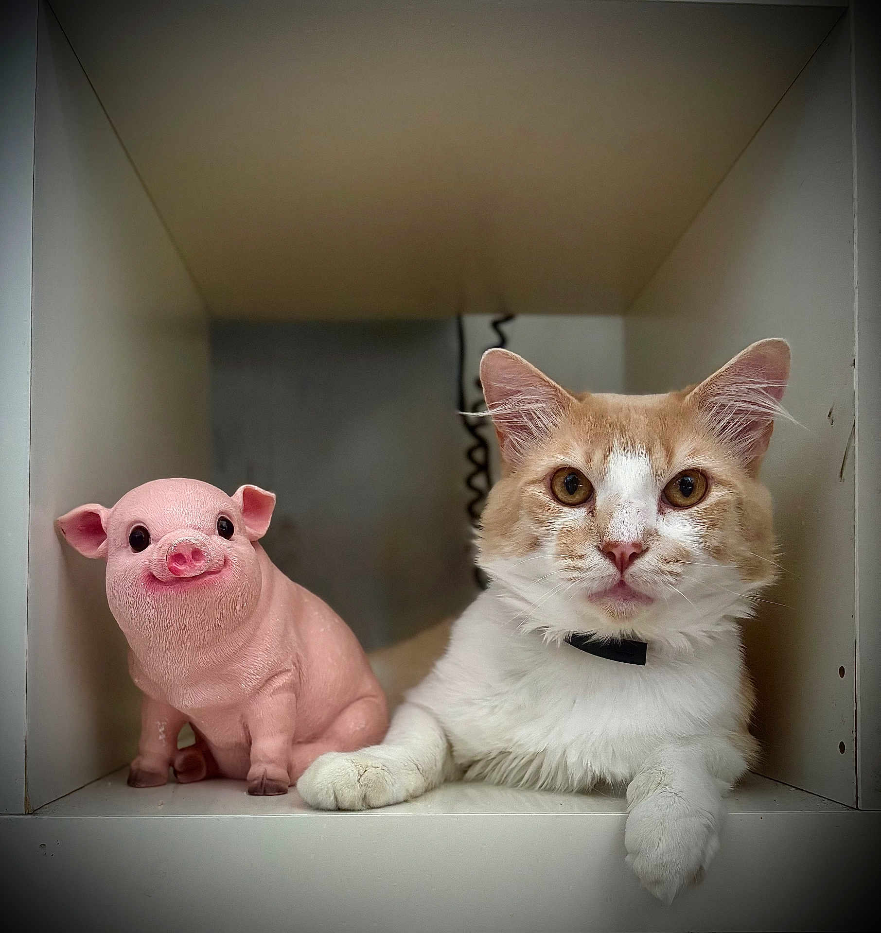 Tupac participe au concours pour gagner de l'argent avec cette photo : cat, animal, pet, figurine, pig, pink, white, cubicle, shelf, curious, indoors, cute, face, ears, whiskers, paw, toy, decor, companion, relaxing