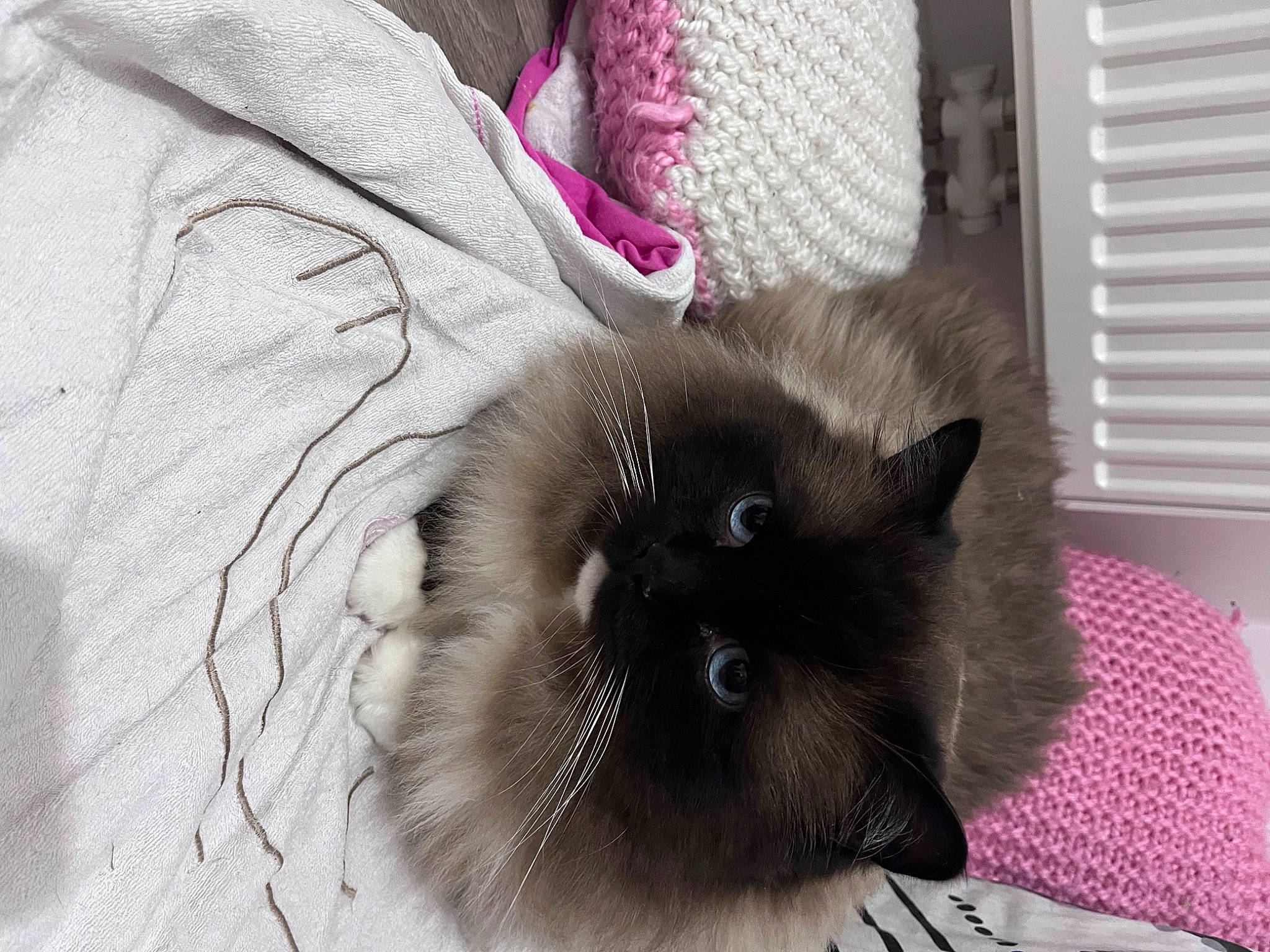 Sally participe au concours pour gagner de l'argent avec cette photo : balinese, birman, black_cat, carnivore, cat, claw, comfort, domestic_short_haired_cat, fawn, felidae, fur, grey, magenta, siamese, sleeve, small_to_medium_sized_cats, snout, tail, thai, whiskers