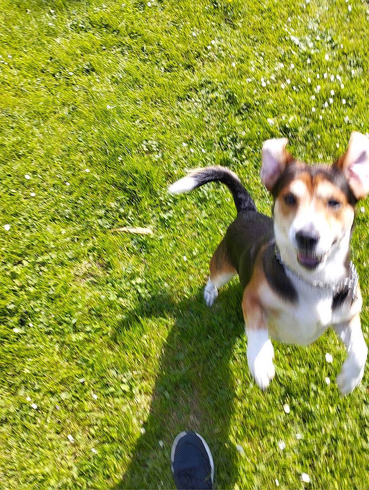 Opium a rejoint le concours — aidez-le/la à gagner de superbes lots ! canidae, carnivore, chihuahua, companion_dog, dog, dog_breed, fawn, grass, grassland, groundcover, lawn, leash, pasture, people_in_nature, plant, sporting_group, tail, terrier, toy, toy_dog