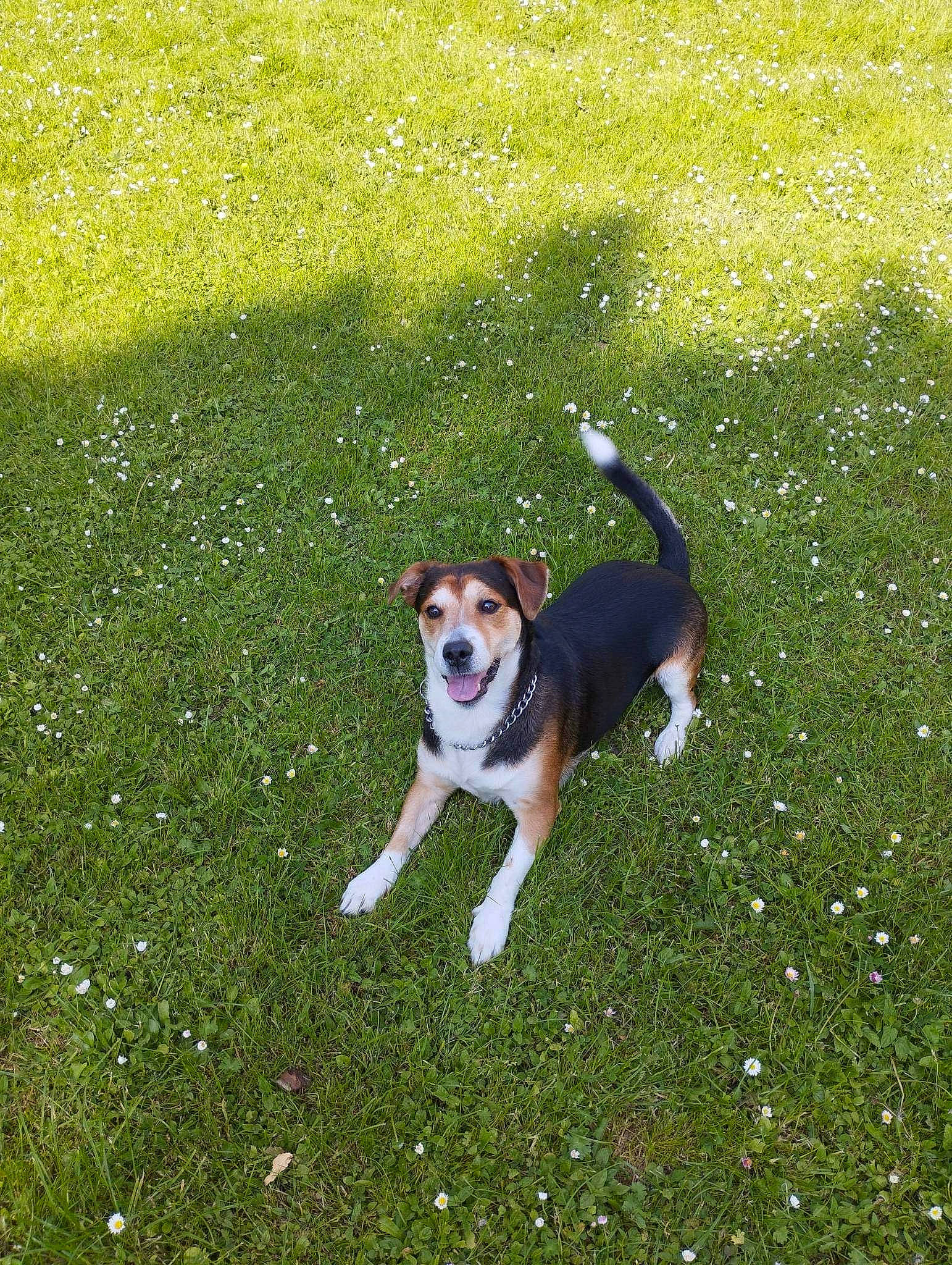 Opium participe au concours pour gagner de l'argent avec cette photo : beaglier, carnivore, collar, companion_dog, dog, dog_breed, dog_collar, fawn, flooring, grass, grass_family, grassland, groundcover, lawn, meadow, plant, sporting_group, tail, working_dog, yard