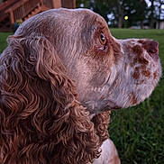 Charlie is registered to the contest to win money with this photo: dog, curly_ears, side_profile, brown_and_white, grass, outdoor, house, stairs, wooden_railing, collar, pet, canine, nature, twilight, greenery, fur, animal, looking_away, calm, portrait